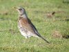 Fieldfare at Paglesham Lagoon (Steve Arlow) (94138 bytes)